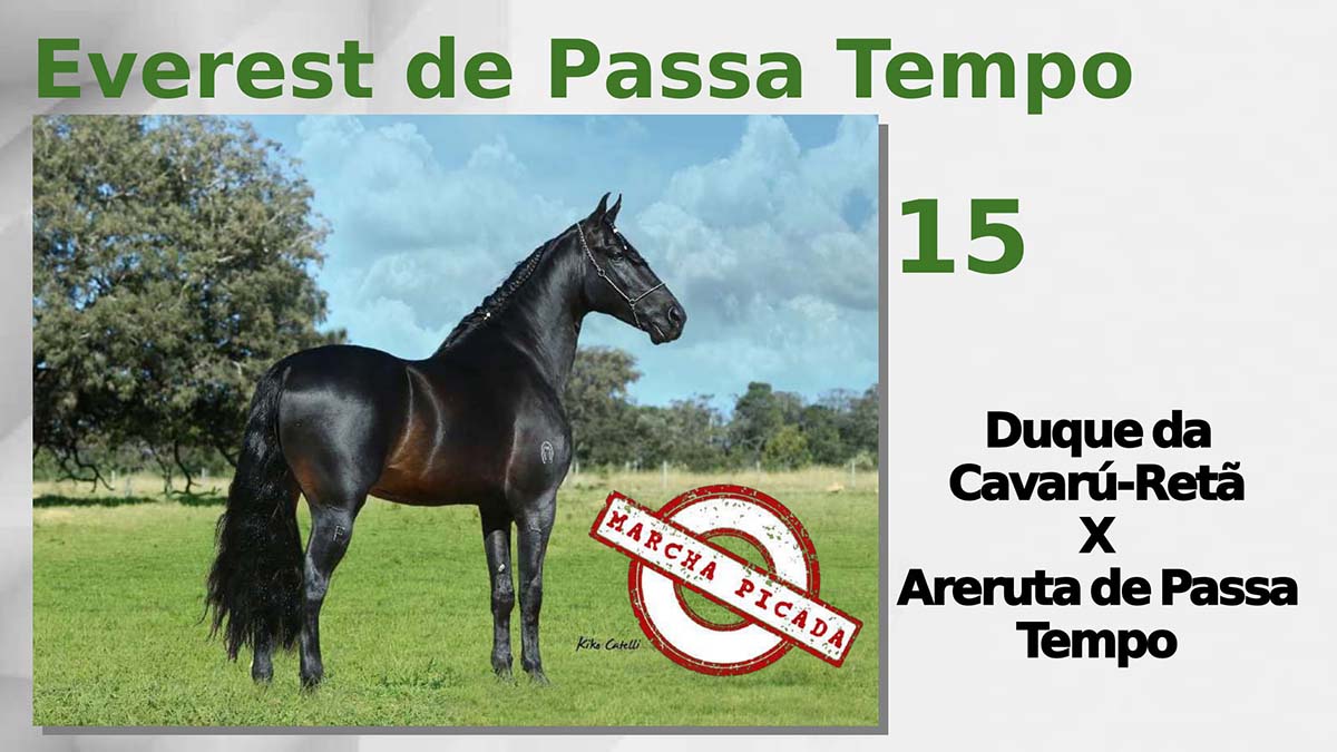 Everest de Passa Tempo