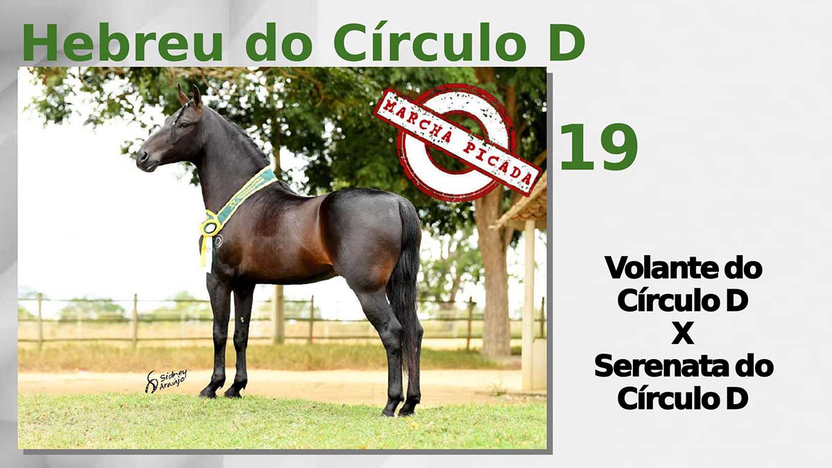 Hebreu do Círculo D