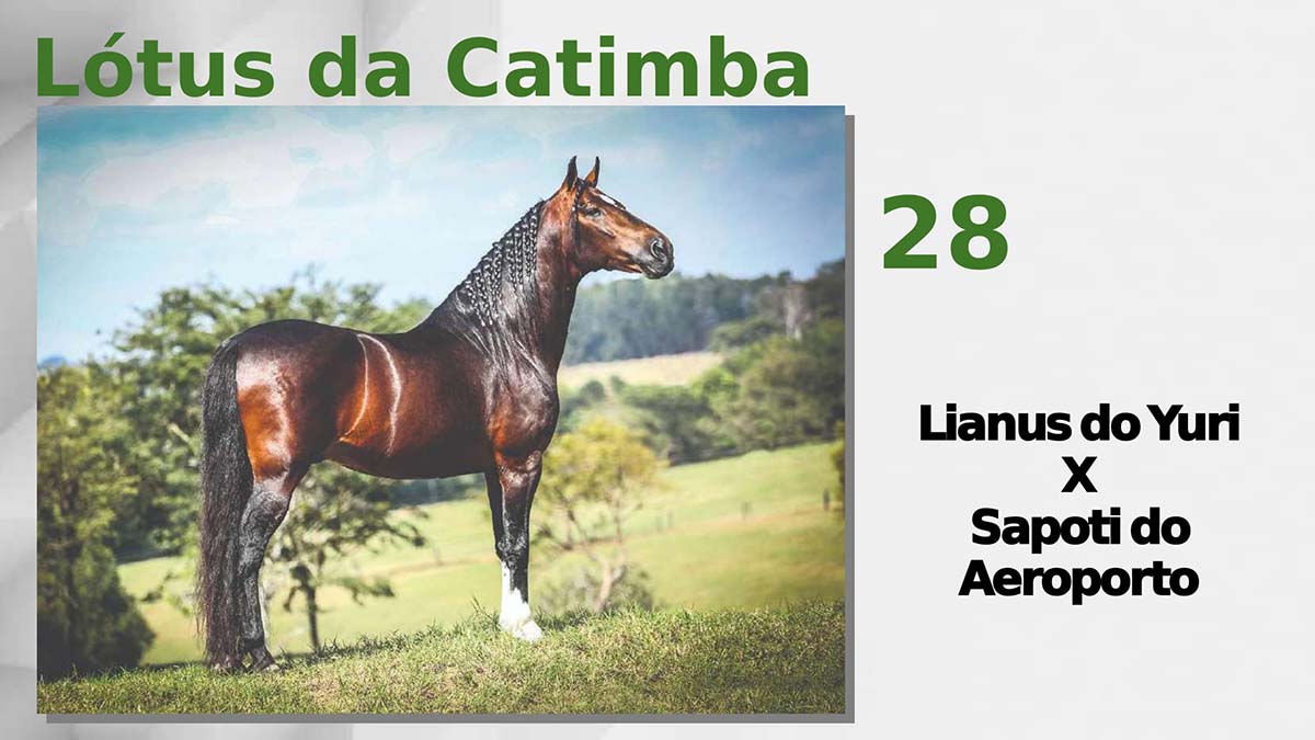 Lótus da Catimba