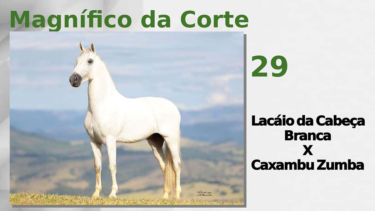 Magnífico da Corte