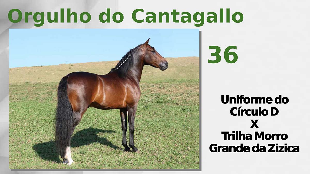 Orgulho do Cantagallo