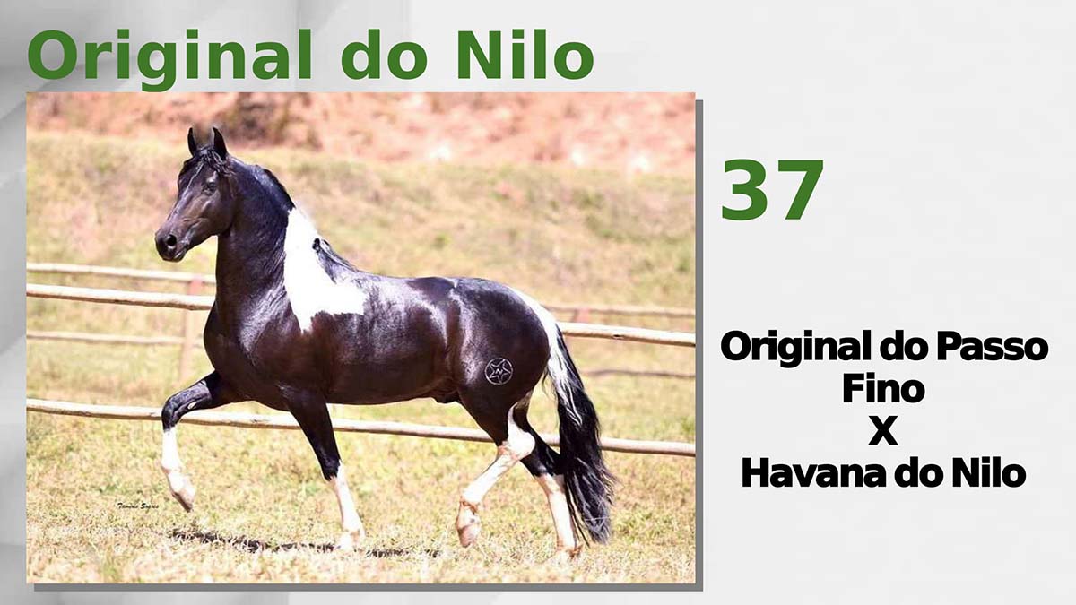 Original do Nilo