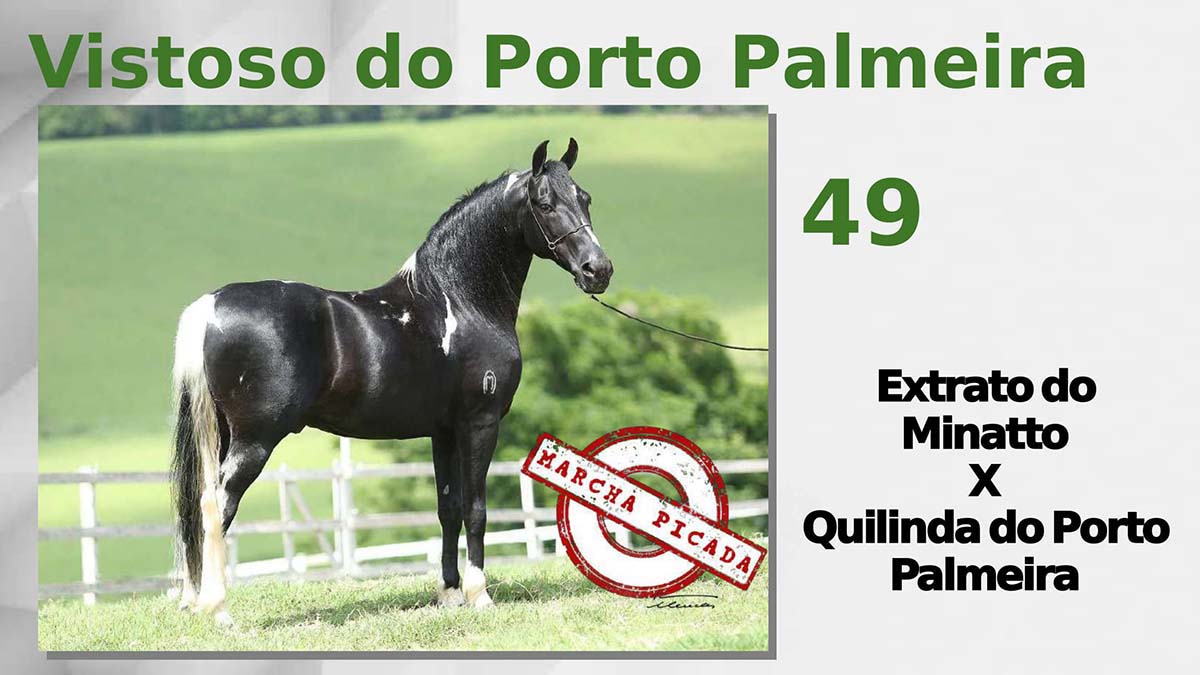 Vistoso do Porto Palmeira