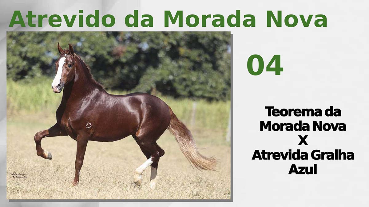 Atrevido da Morada Nova