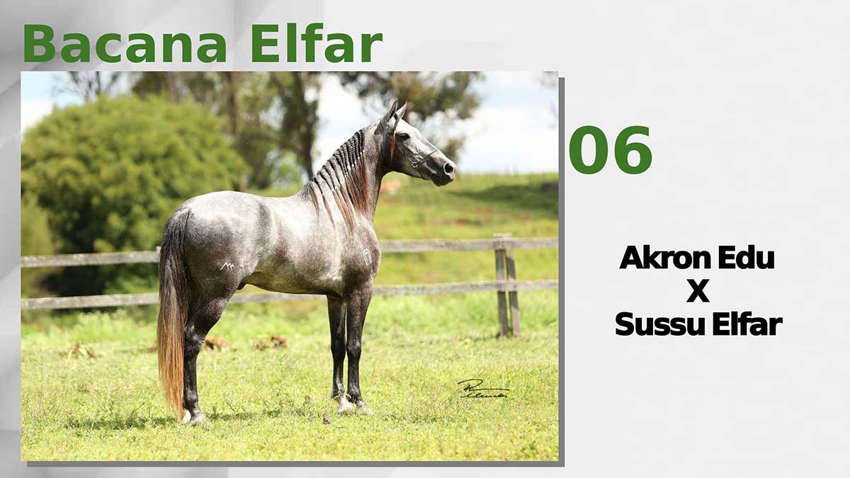 Bacana Elfar