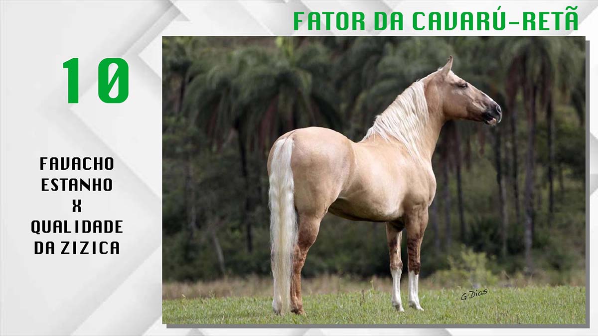 Coberturas Mangalarga Marchador - FATOR DA CAVARÚ - RETÃ