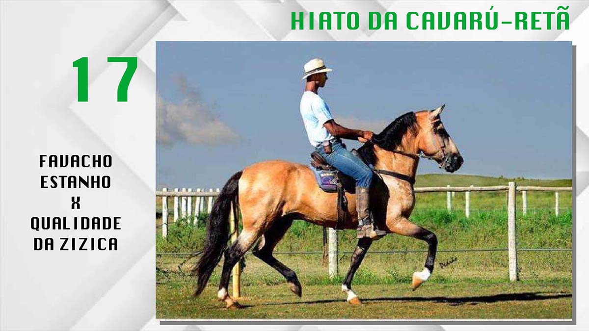 Coberturas Mangalarga Marchador - HIATO DA CAVARÚ RETÃ