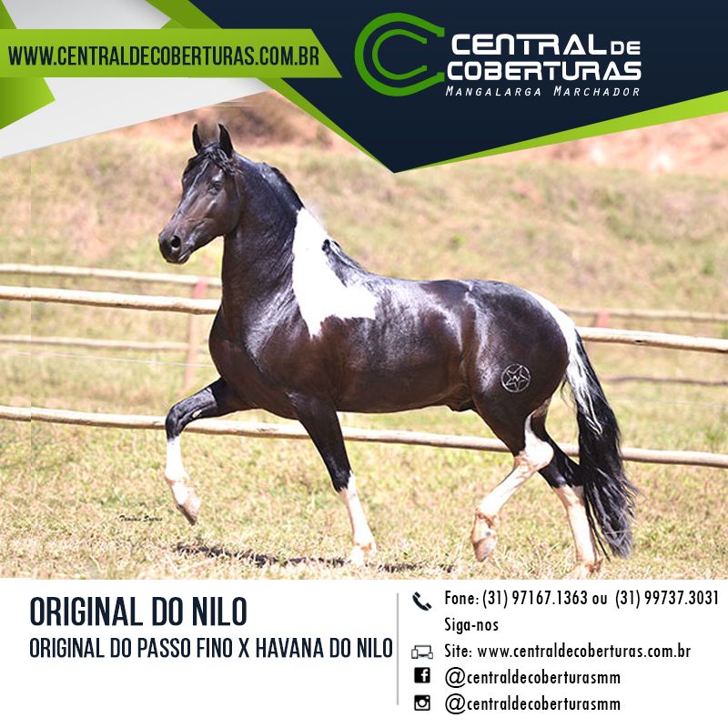 ORIGINAL DO NILO ORIGINAL DO NILO