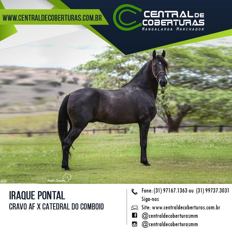 IRAQUE PONTAL IRAQUE PONTAL