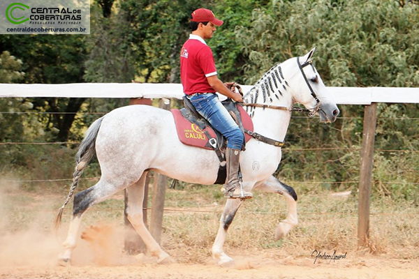 ESPETÁCULO DO CALULI