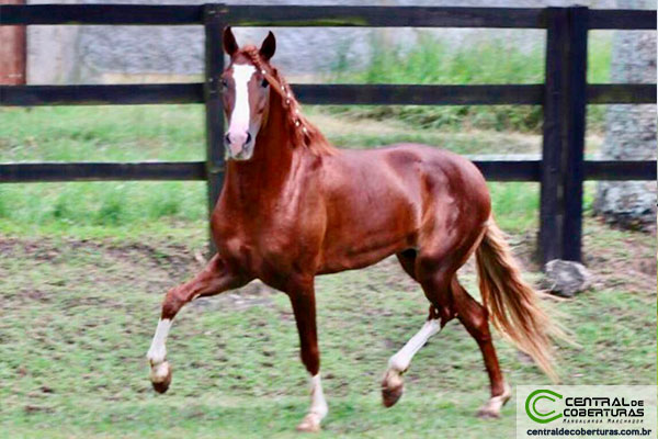 FELLINI DO CABALLÚ