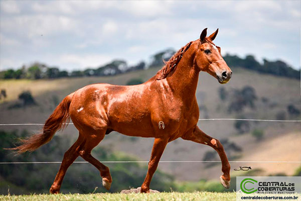 CIGANO DO RANCHO PAMPA