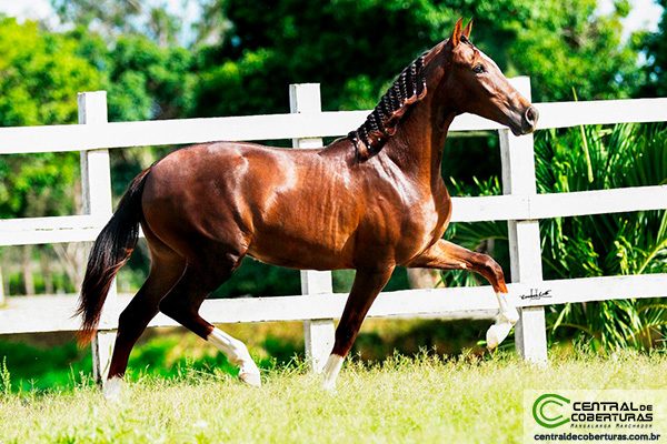 QUANTUM DE ALCATÉIA