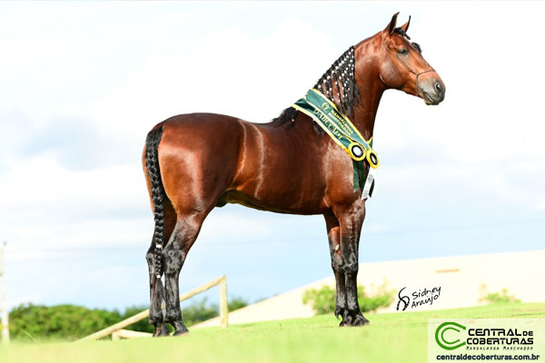 cavalo pulador pantanal falado 