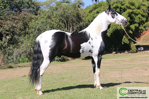 MASCARADO ÁGUAS FORMOSA