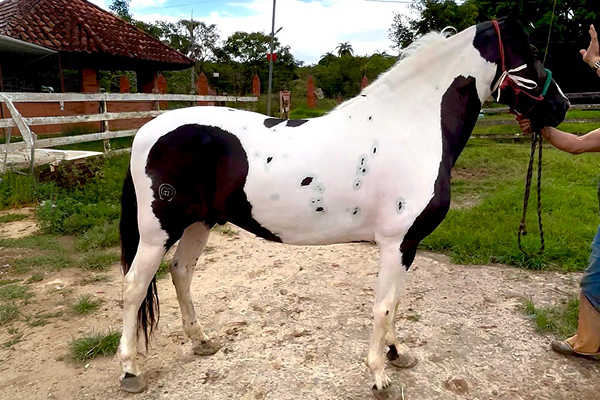 FARAÓ CHAPARRAL DE MINAS