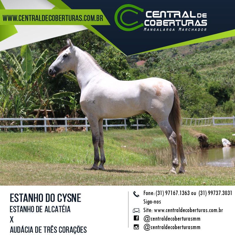 ESTANHO DO CYSNE ESTANHO DO CYSNE