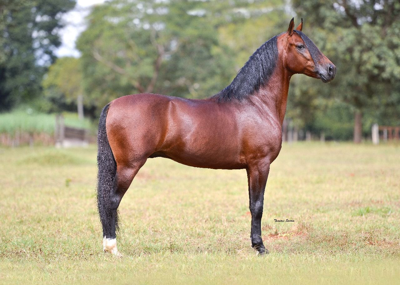 O Garanhão Orfeu dos Pratas agora em condomínio.