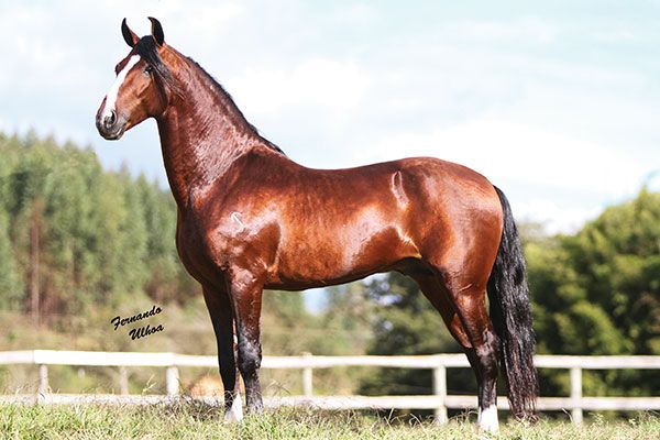 Lobo da Pedra Verde assume a liderança do Ranking 2018