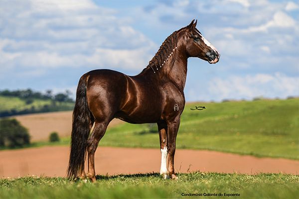 Galante do Expoente - O Nº 1 da raça Mangalarga Marchador por três anos consecutivos
