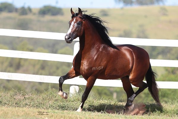O Grande Campeão Nacional da Raça 2018 é Lúcido da Figueira