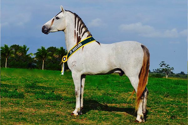 Eldorado da Boa Terra é o Campeão dos Campeões Nacional de Marcha 2018
